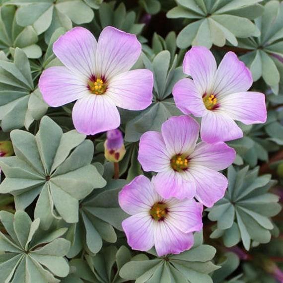 Oxalis Adenophylla - Image 2