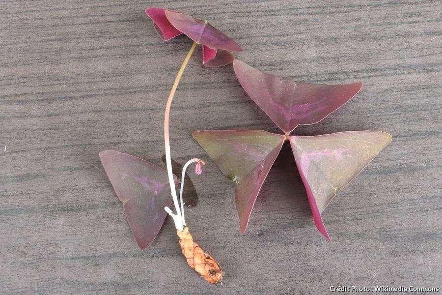 Oxalis Triangularis - Image 6