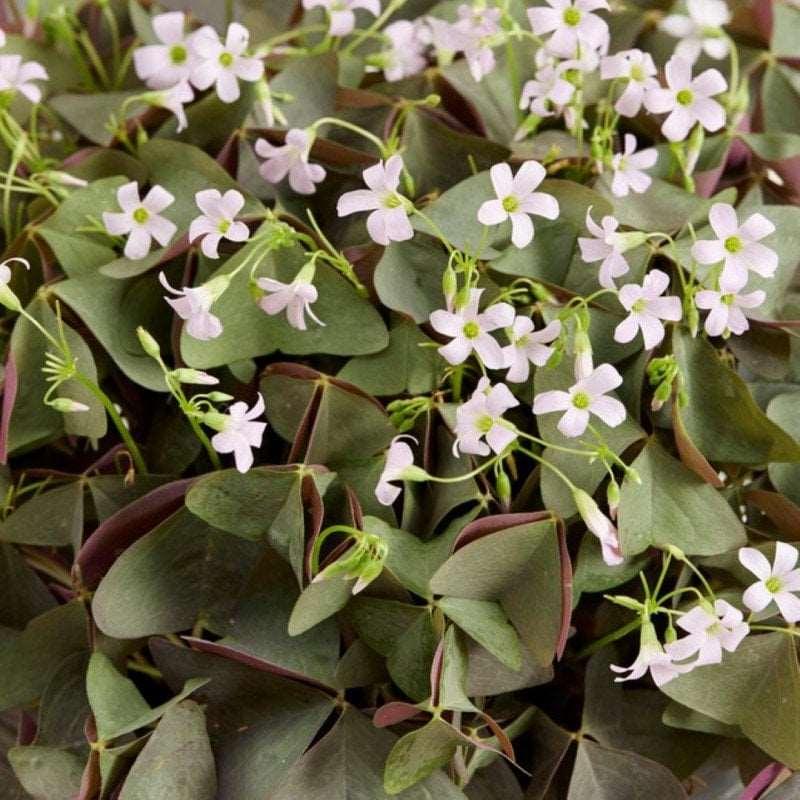 Oxalis Triangularis "Sanne"