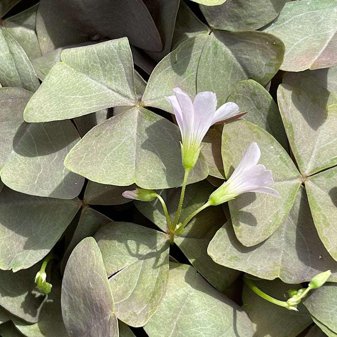 Oxalis Triangularis "Sanne" - Image 2