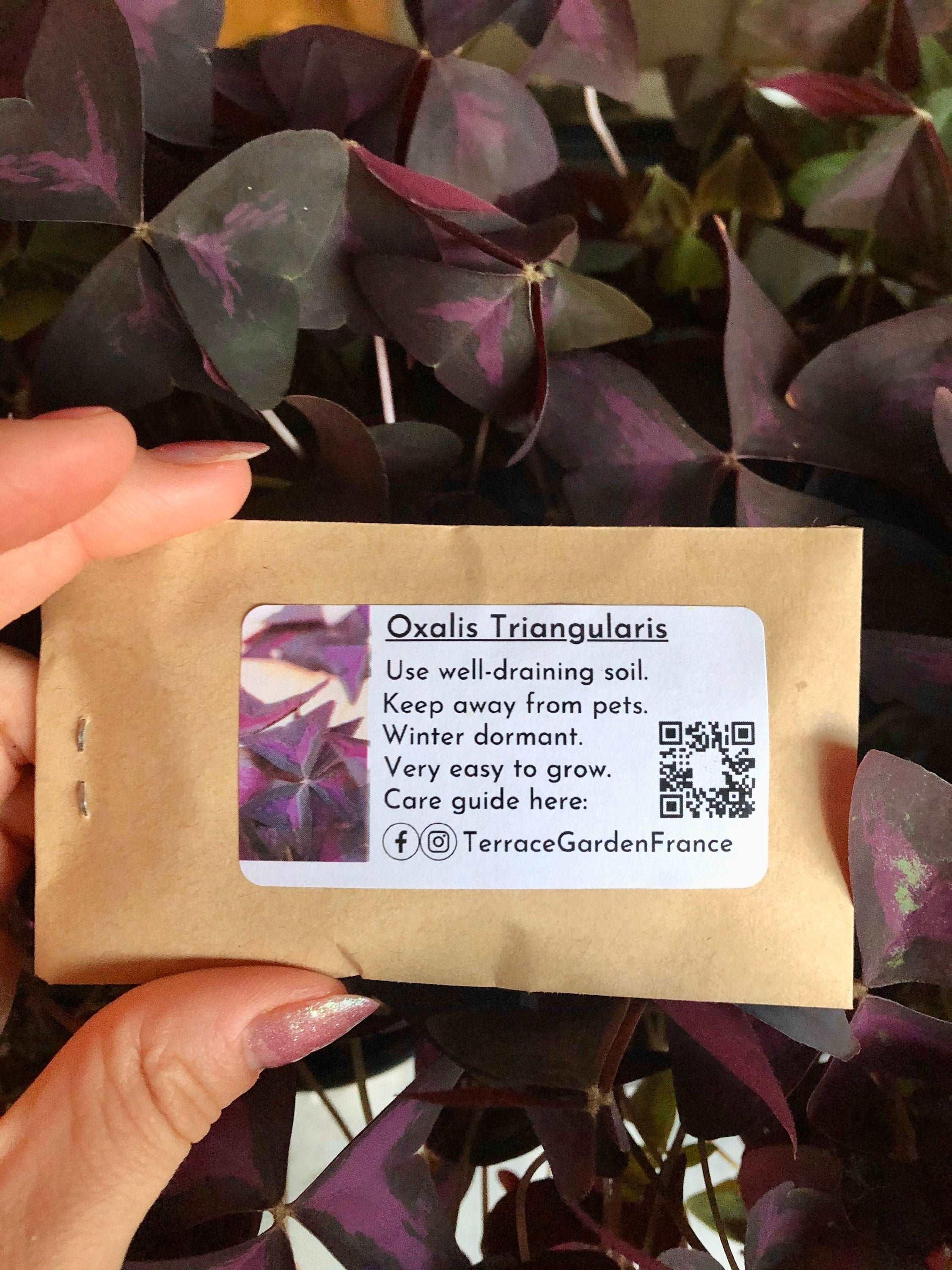 Oxalis Triangularis "Sanne" - Image 4
