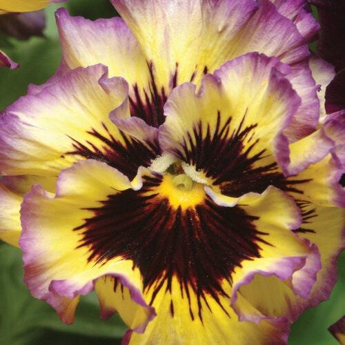Pansy "Frizzle Sizzle Lemonberry"