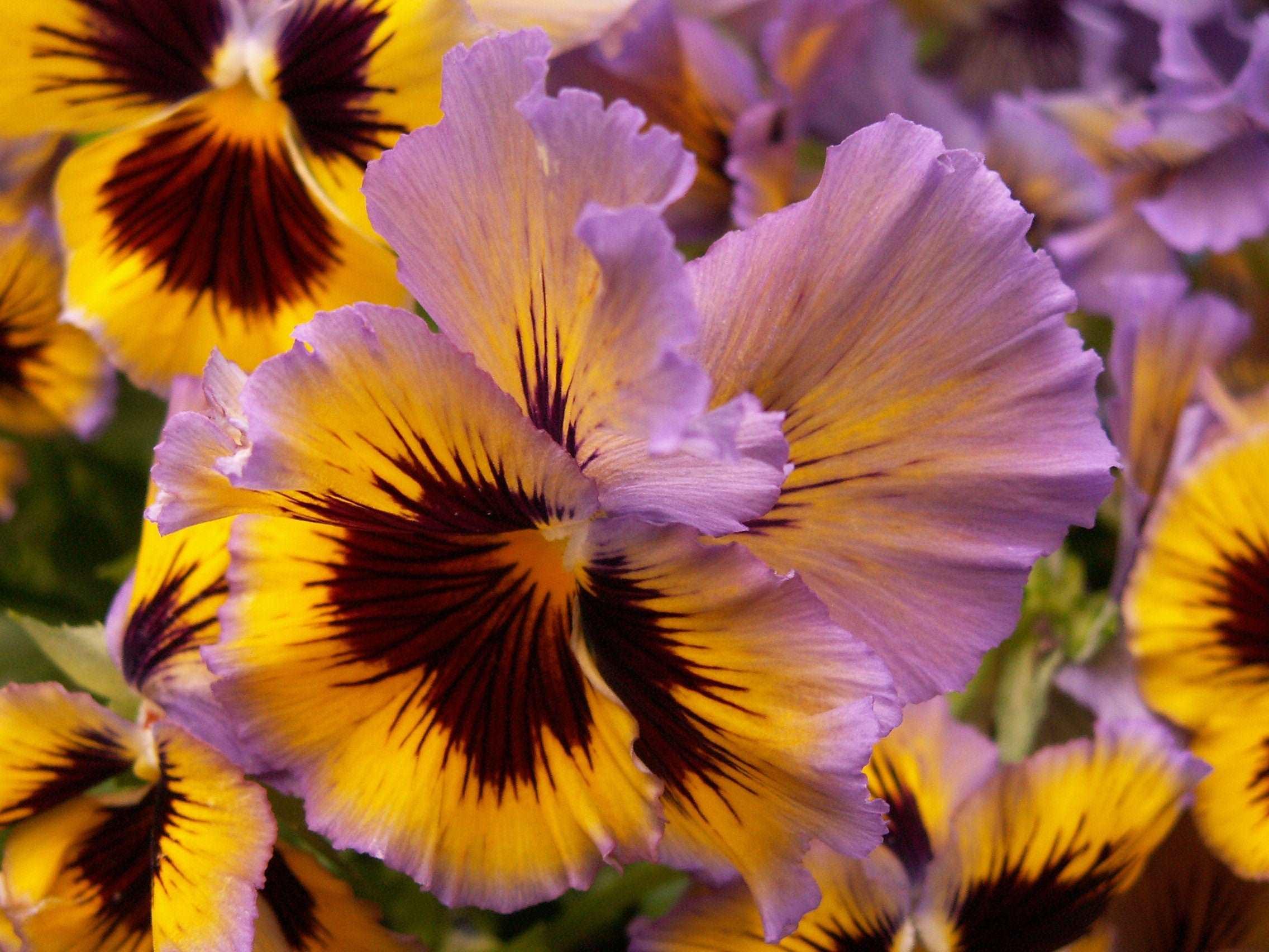 Pansy "Frizzle Sizzle Lemonberry" - Image 2