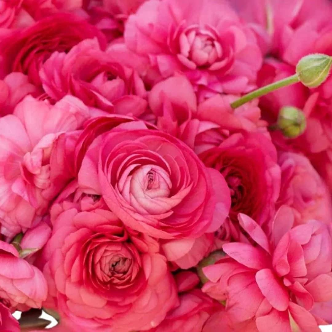 Ranunculus Amandine "Bonbon"