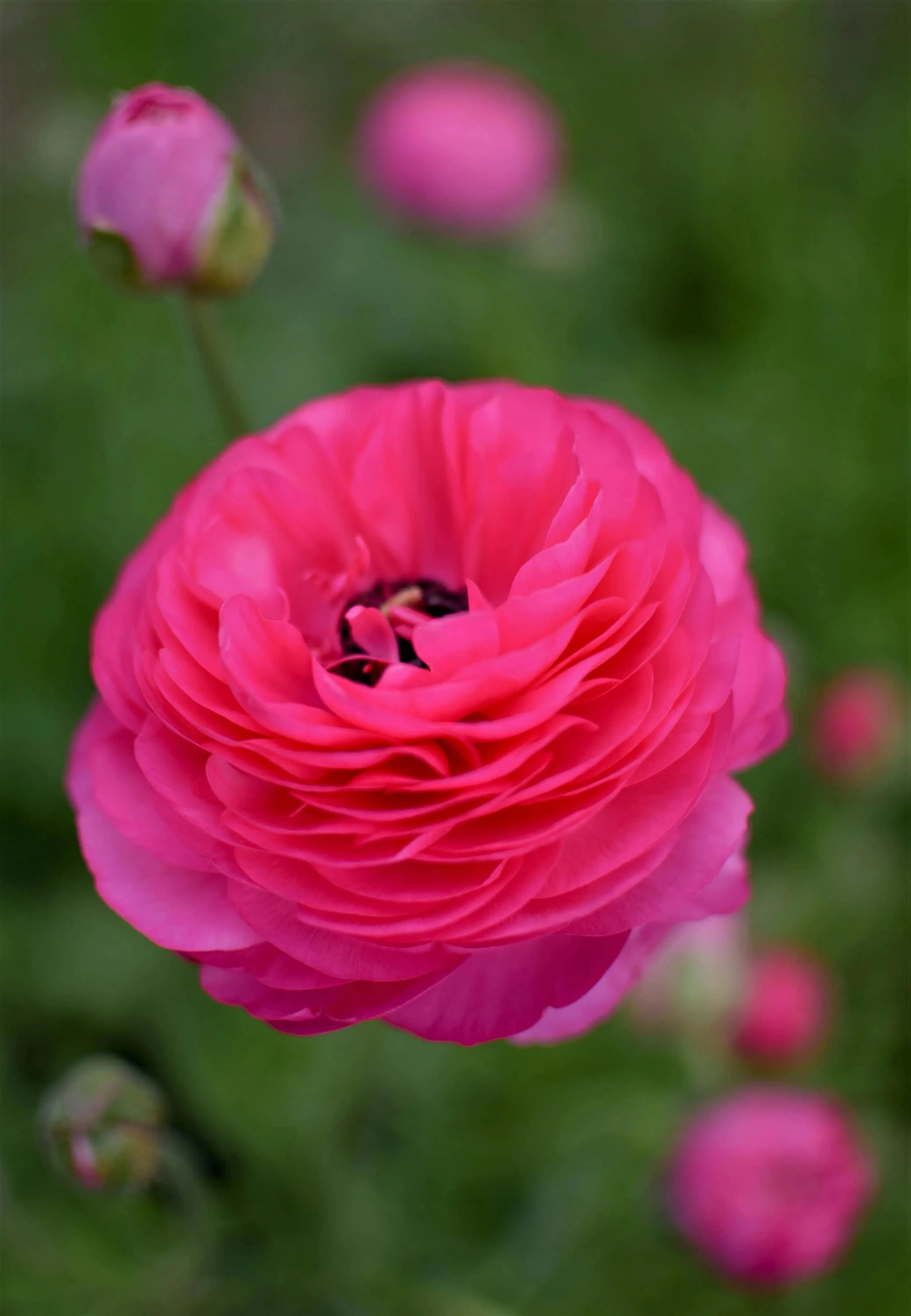 Ranunculus Amandine "Bonbon" - Image 2