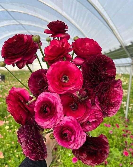 Ranunculus Amandine "Violet"