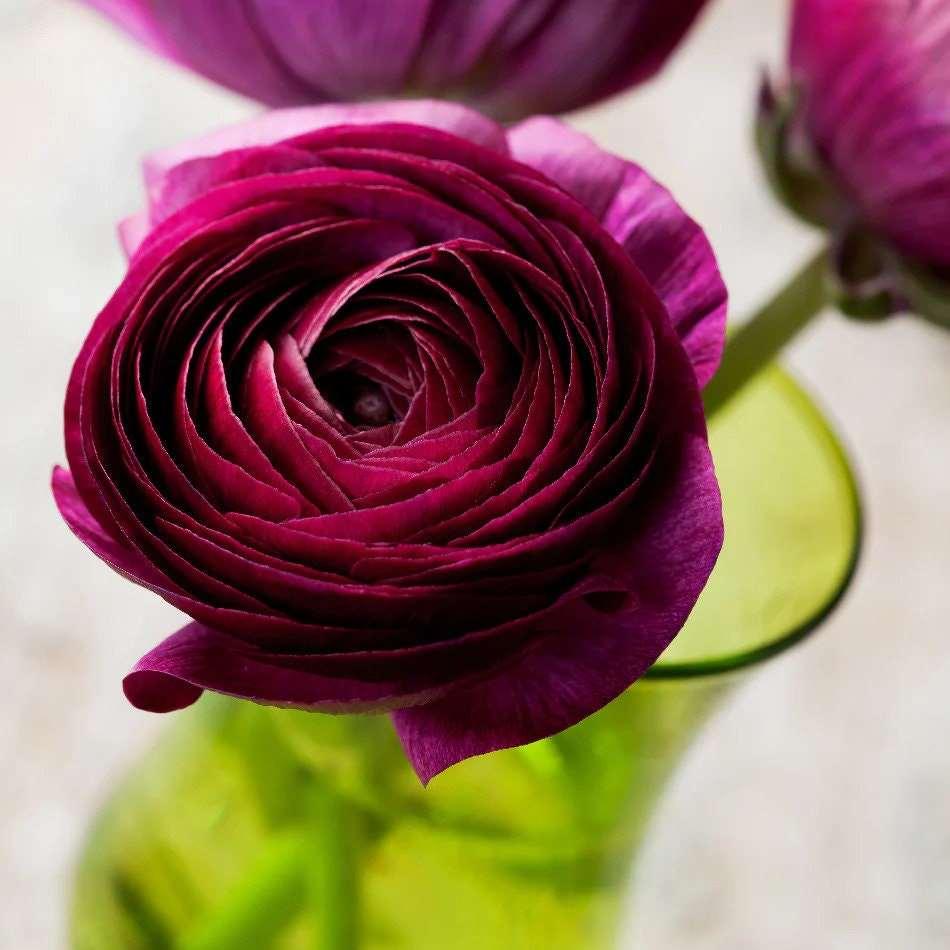 Ranunculus Amandine "Violet" - Image 2