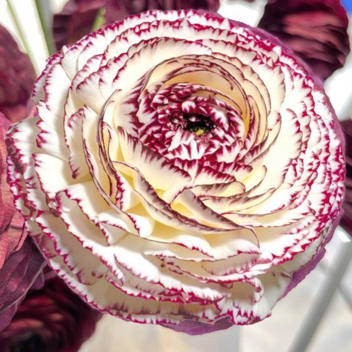 Ranunculus Elegance "Bianco Striato"