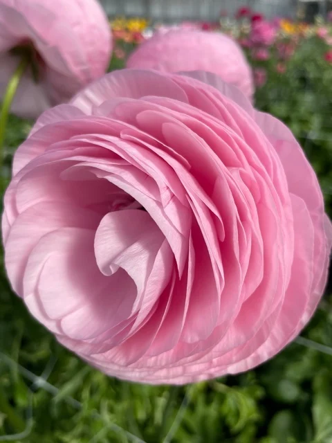 Ranunculus Elegance "Rosa" - Image 3