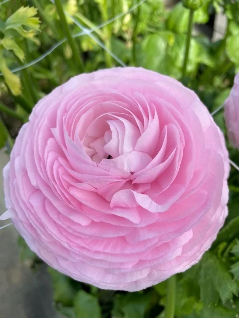Ranunculus Elegance "Rosa" - Image 4