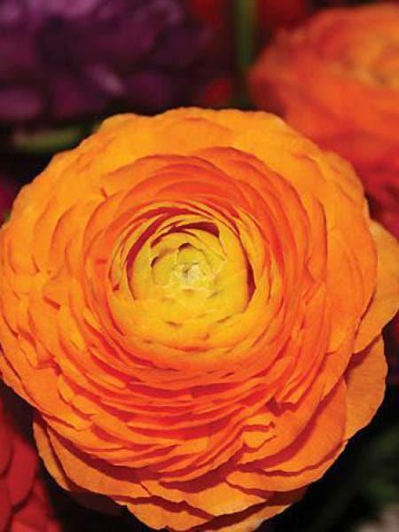 Ranunculus Orange - Image 3