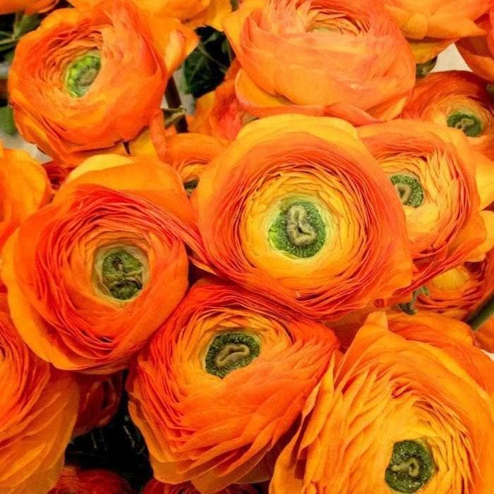 Ranunculus Orange - Image 5