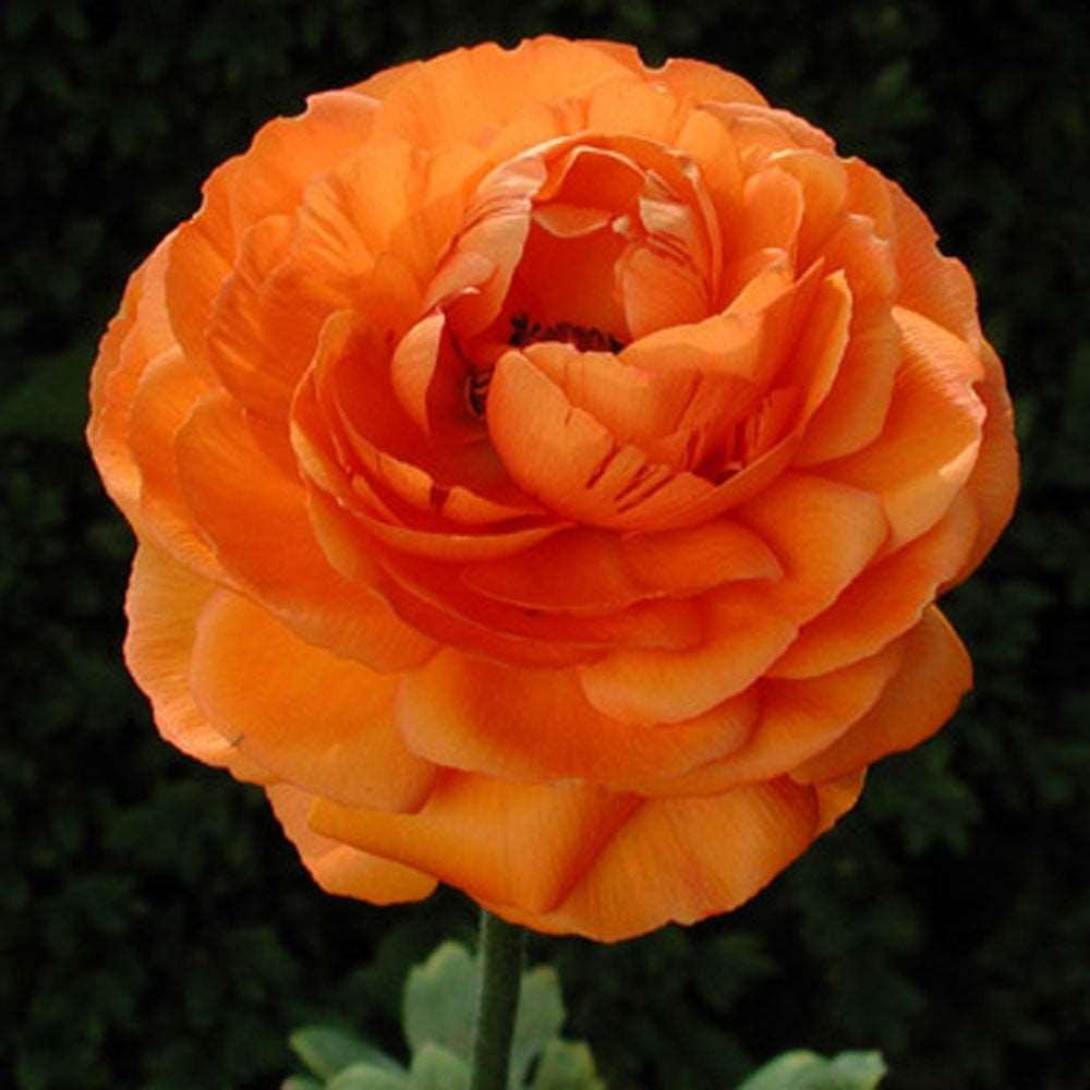 Ranunculus Orange - Image 7