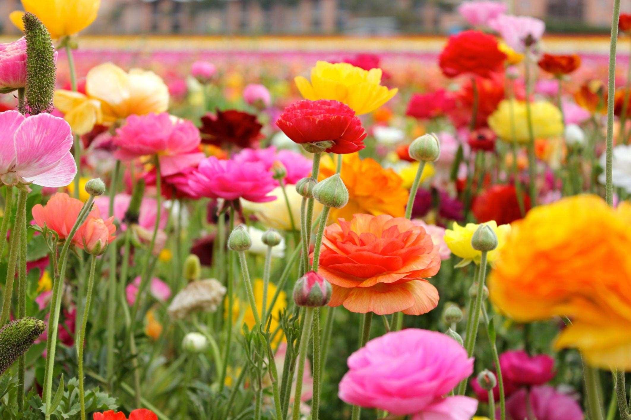Ranunculus Rainbow Mix - Image 4