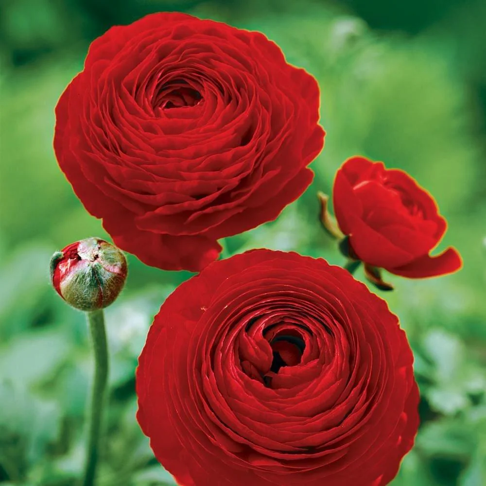 Ranunculus Red - Image 6