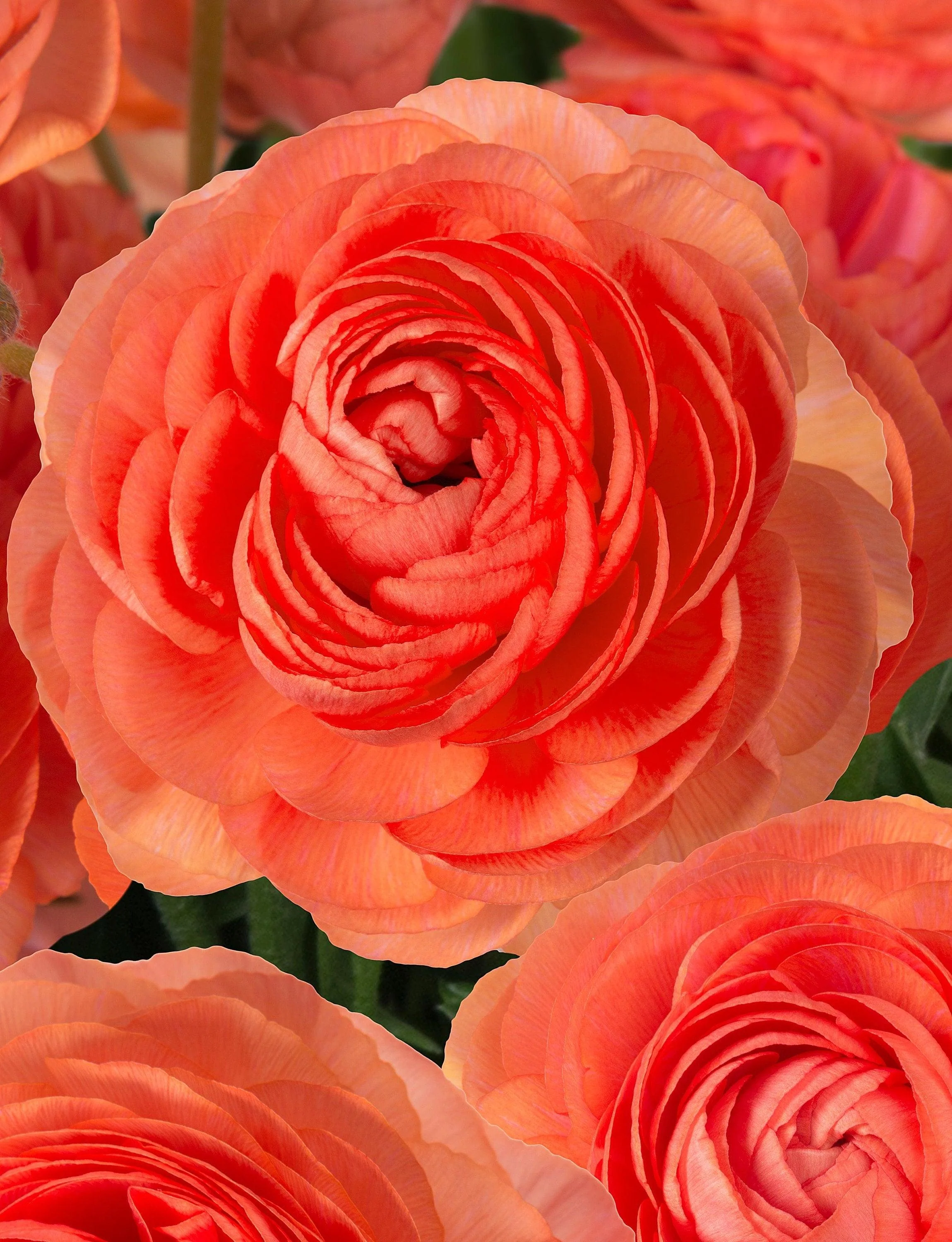 Ranunculus Romance "Paradou"
