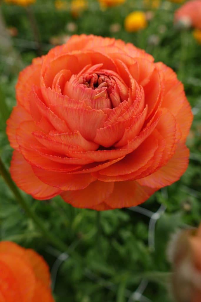 Ranunculus Romance "Paradou" - Image 2
