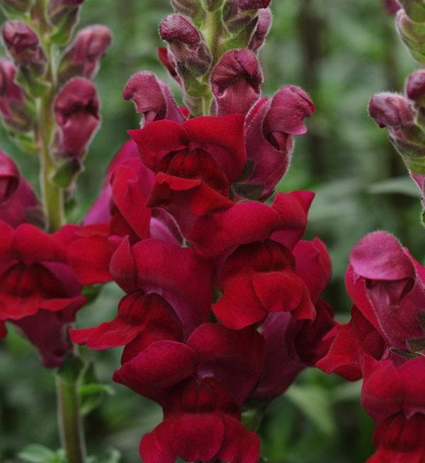 Snapdragon "Potomac Crimson" - Image 2