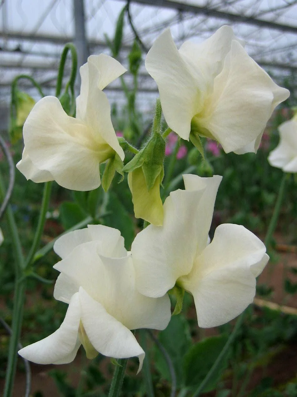 Sweet Pea "Winter Sunshine - White"