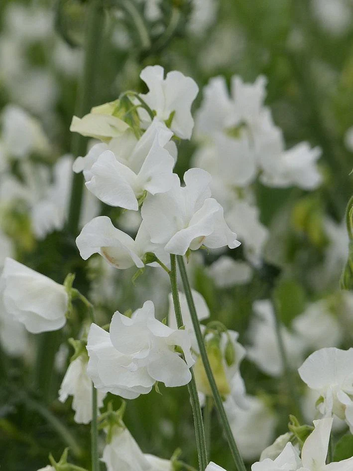Sweet Pea "Winter Sunshine - White" - Image 2