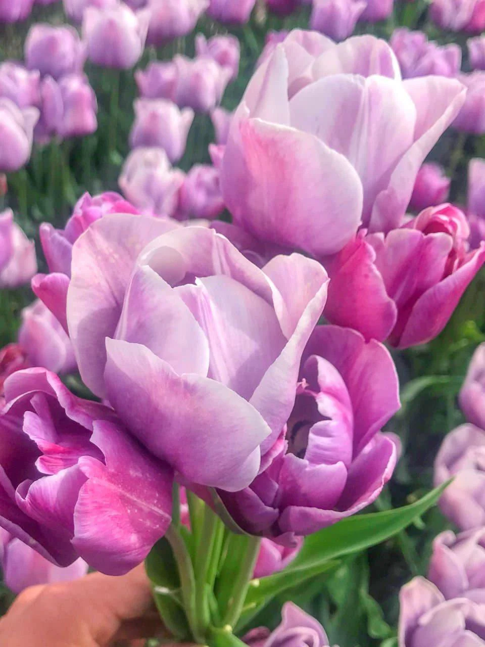 Tulip Blue Heaven - Image 2