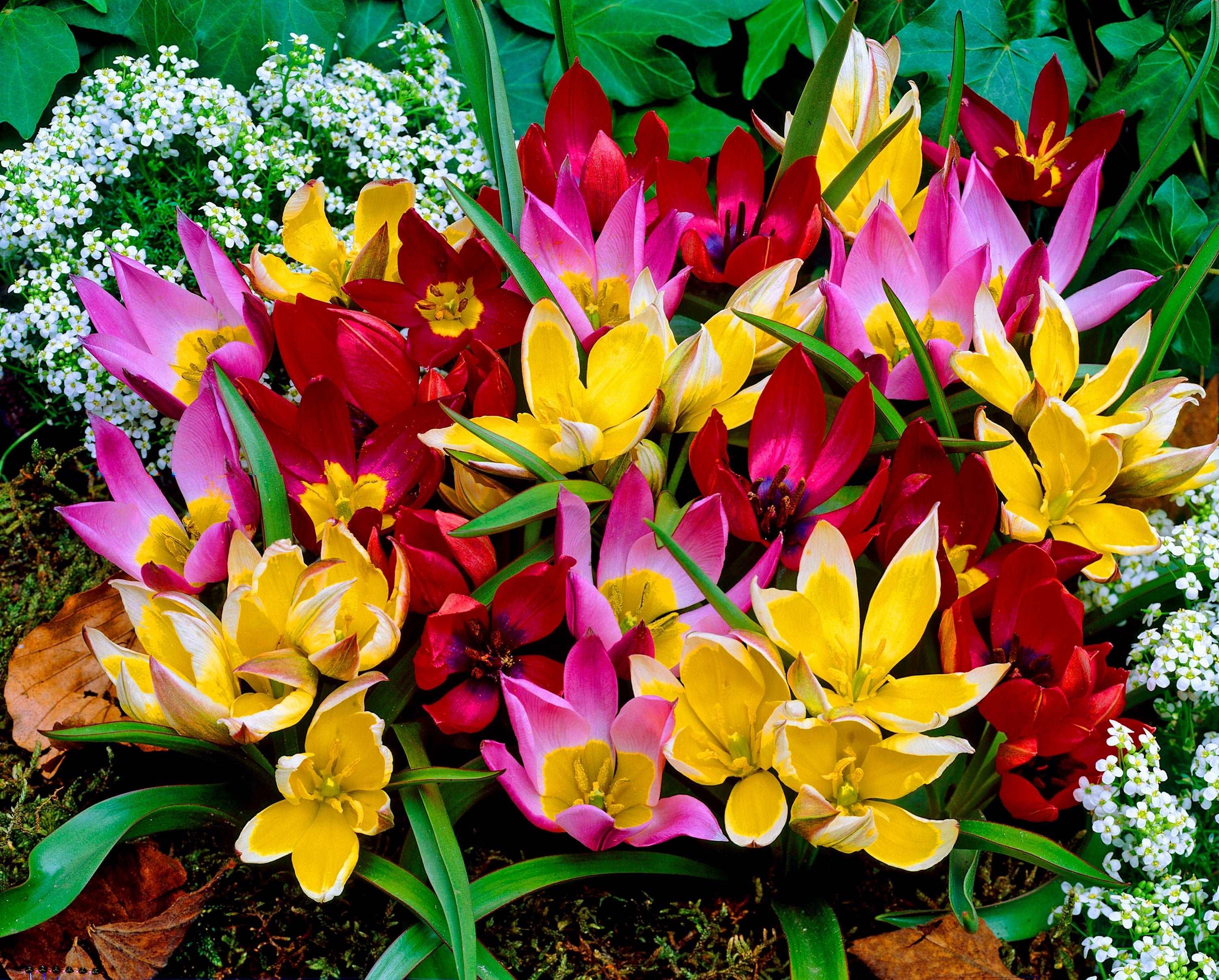 Tulip Botanical Mix