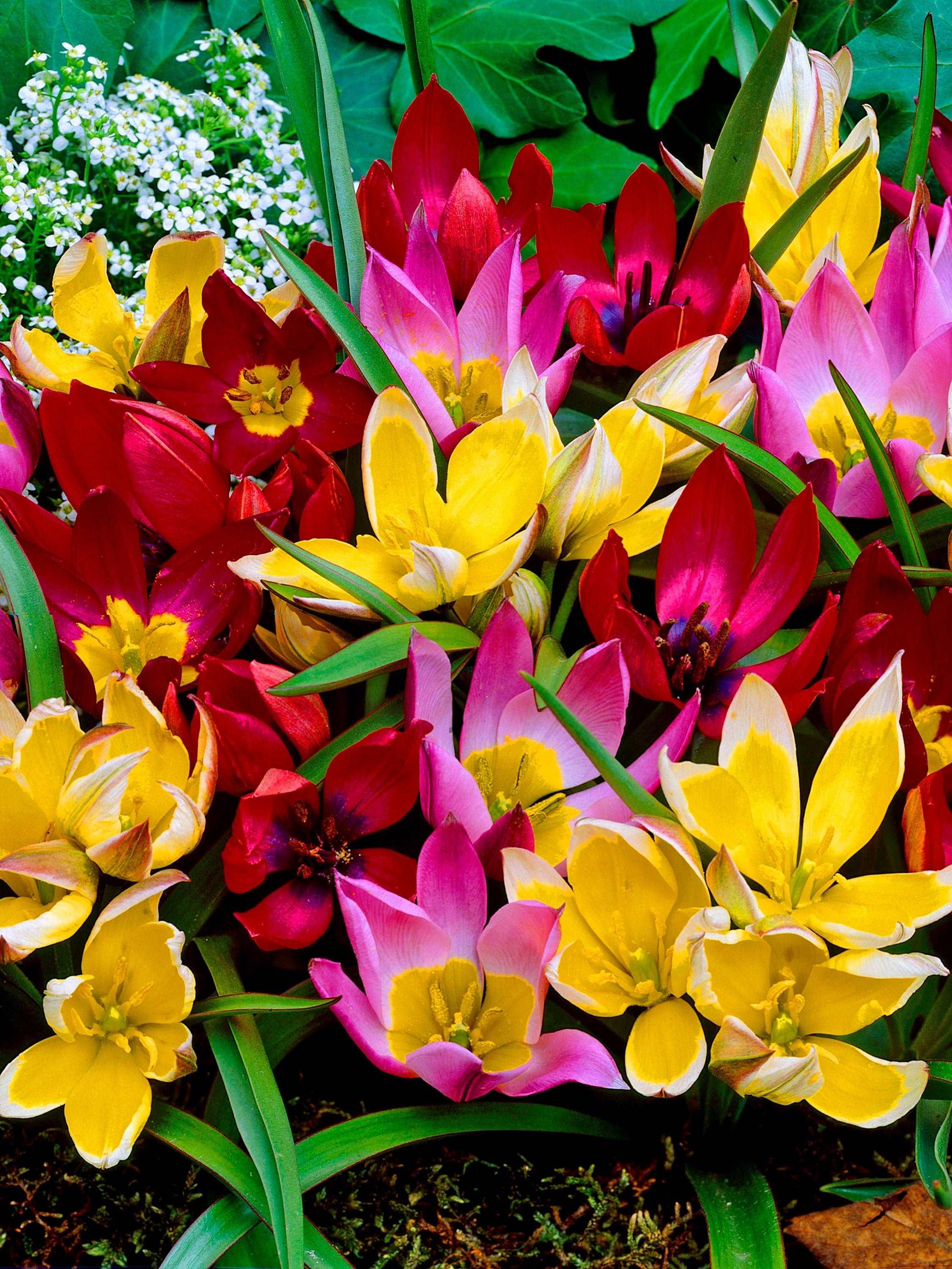 Tulip Botanical Mix - Image 2