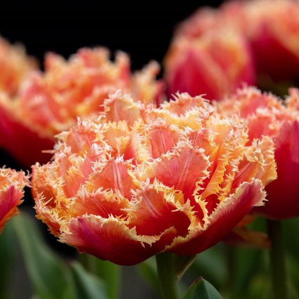 Tulip "Brisbane" bulbs