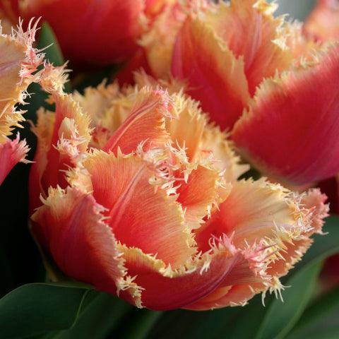 Tulip "Brisbane" bulbs - Image 2
