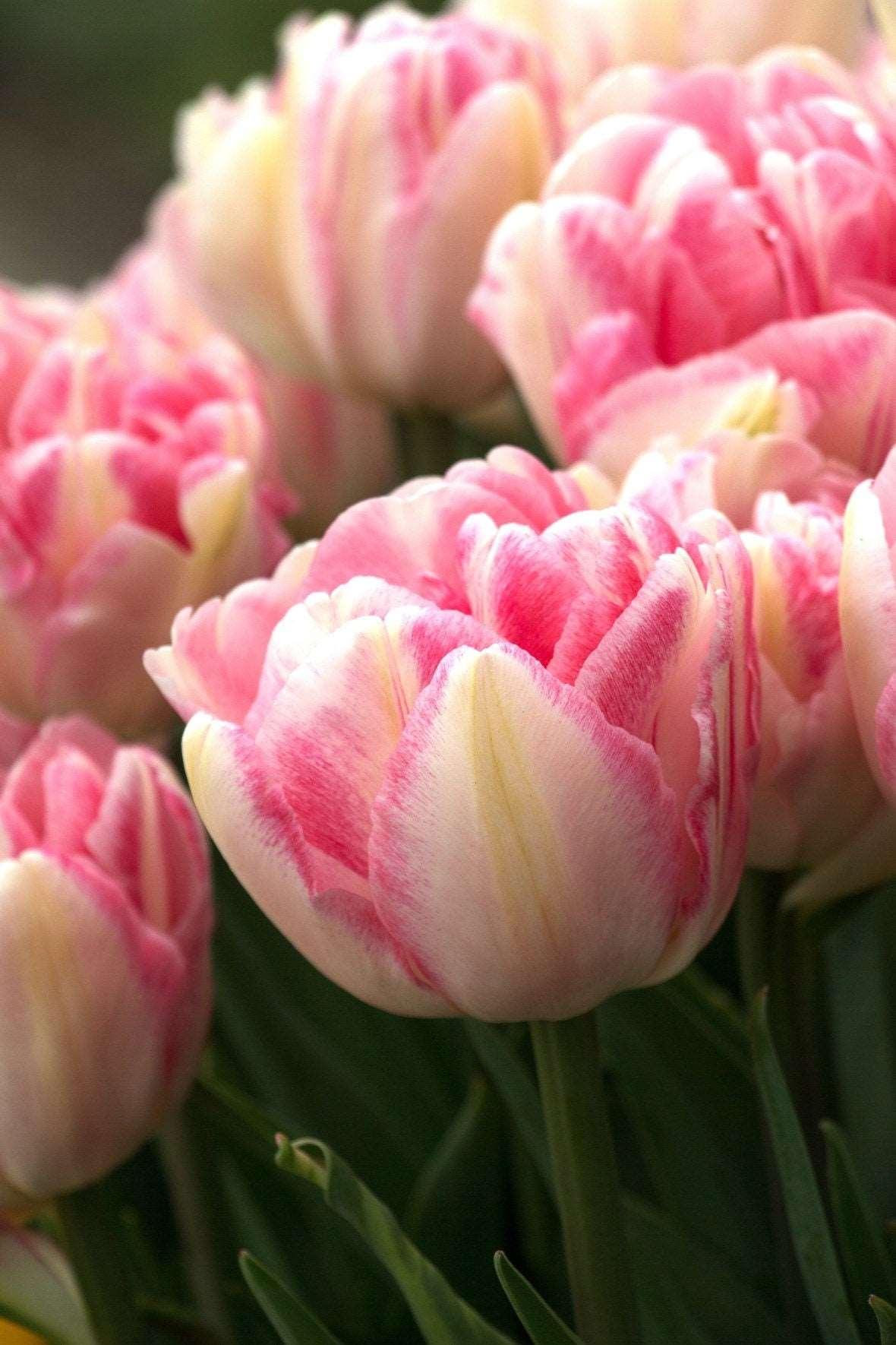 Tulip Foxtrot - Image 2