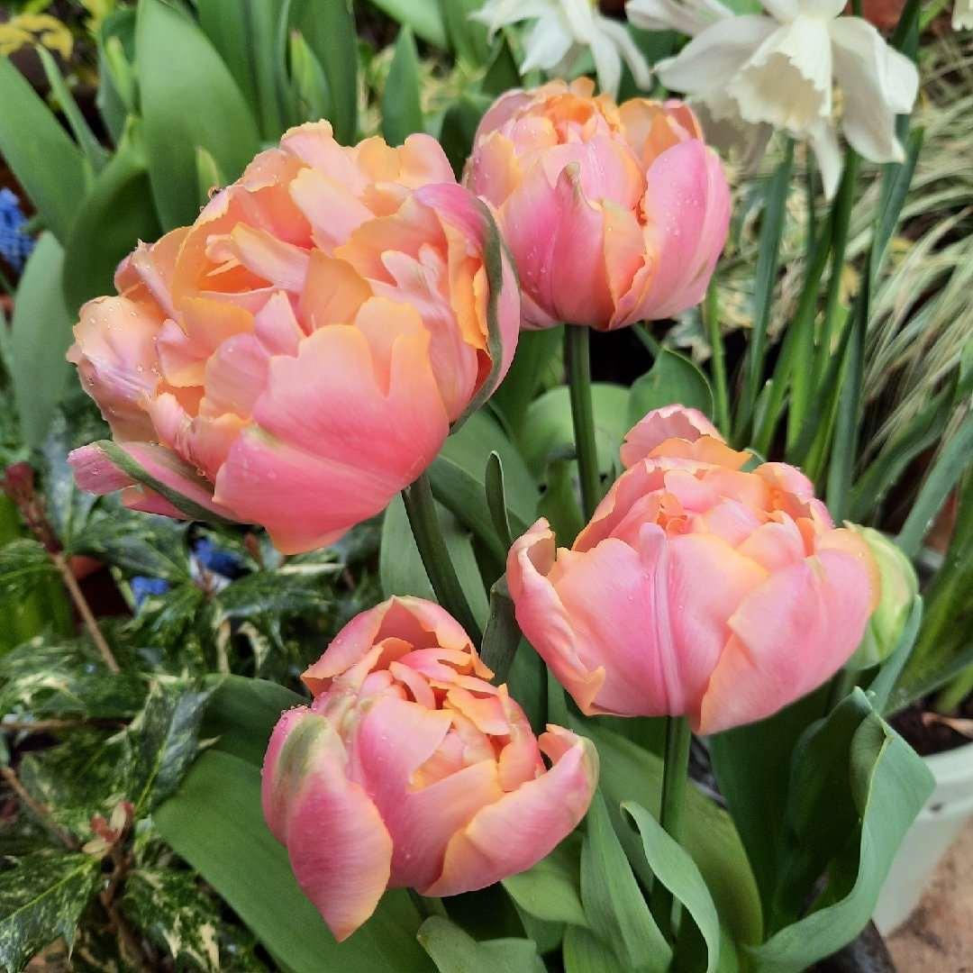 Tulip Pink Star - Image 3