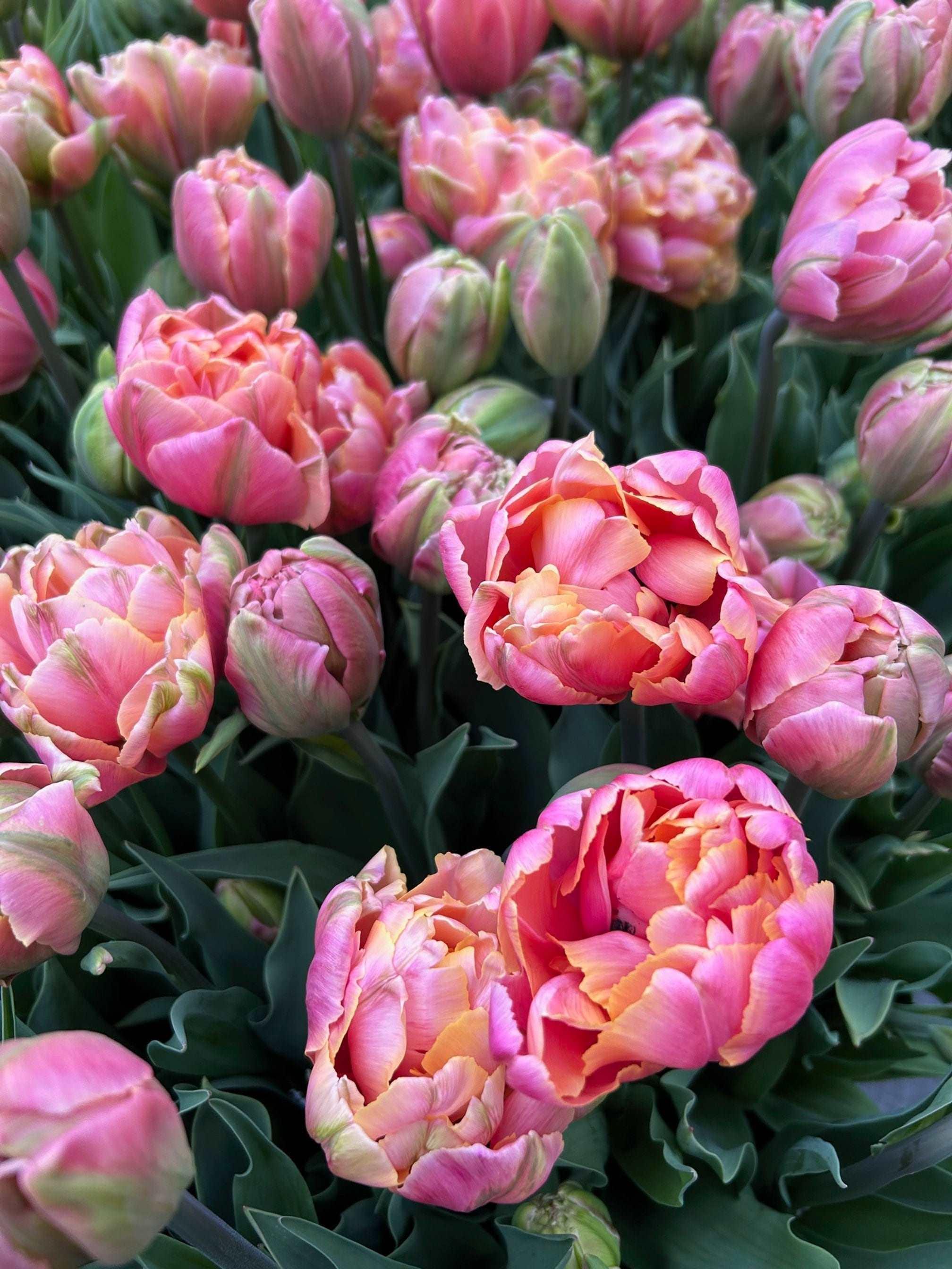 Tulip Pink Star - Image 4