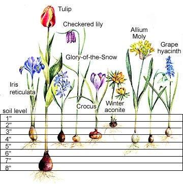 Tulip Pink Treasure - Image 5