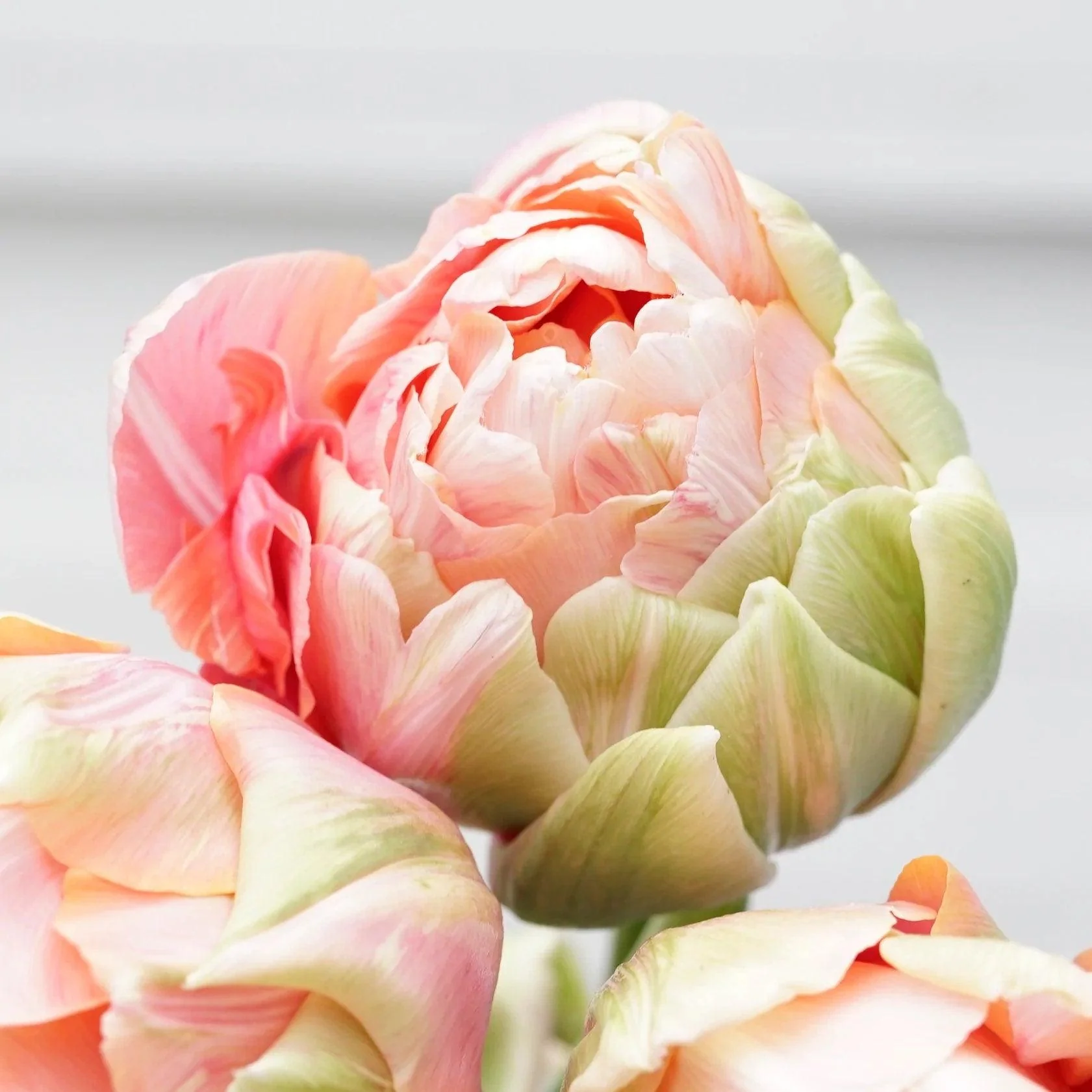 Tulip Renown Unique