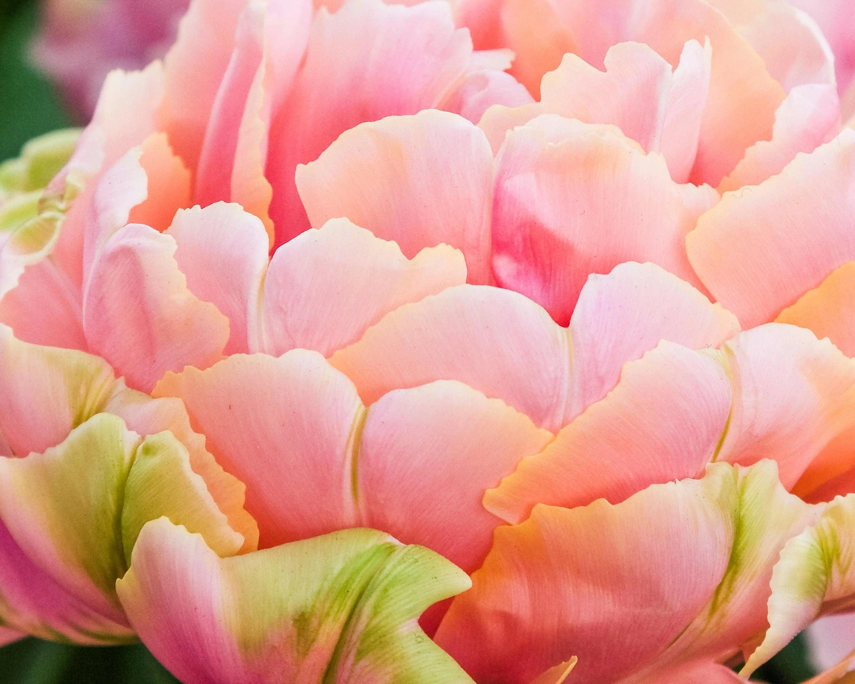 Tulip Renown Unique - Image 2