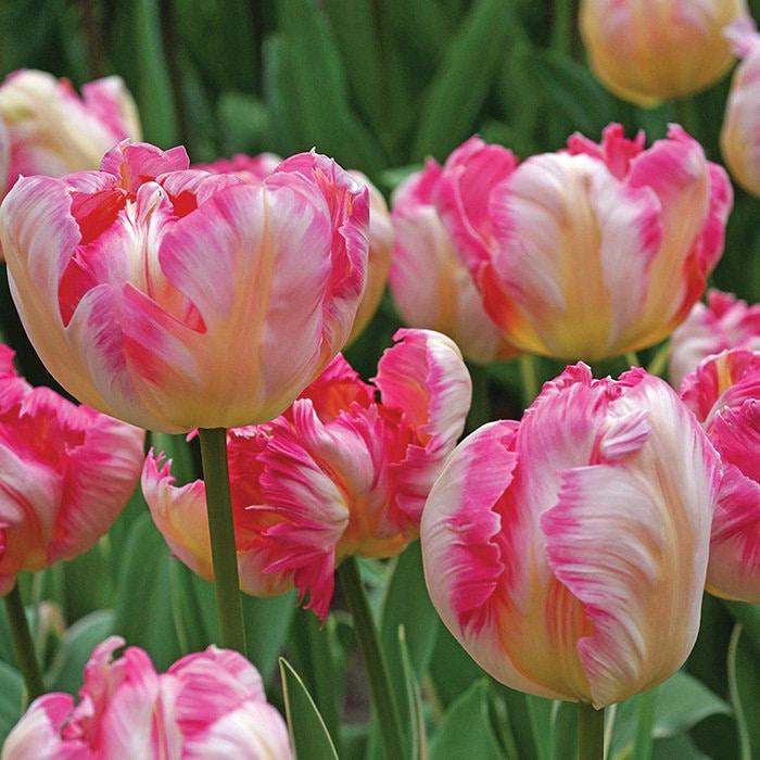 Tulip Silver Parrot