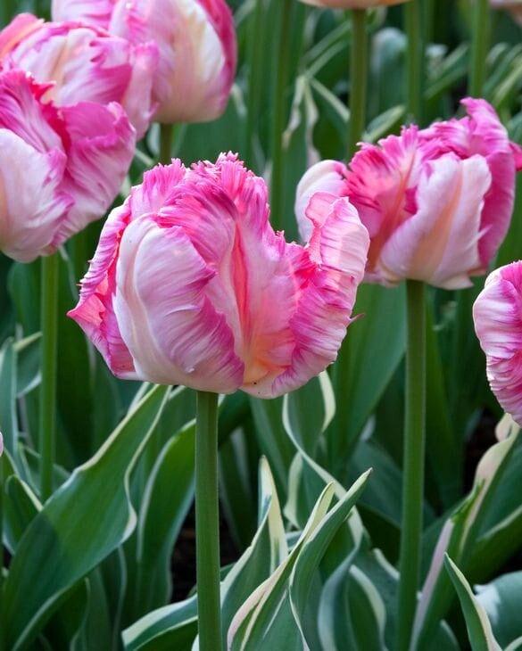 Tulip Silver Parrot - Image 2