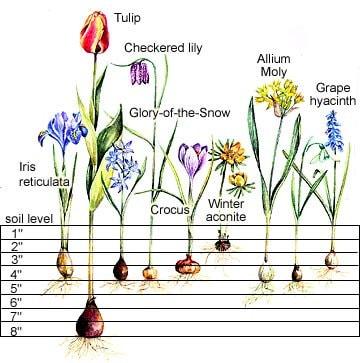 Tulip Wyndham - Image 5