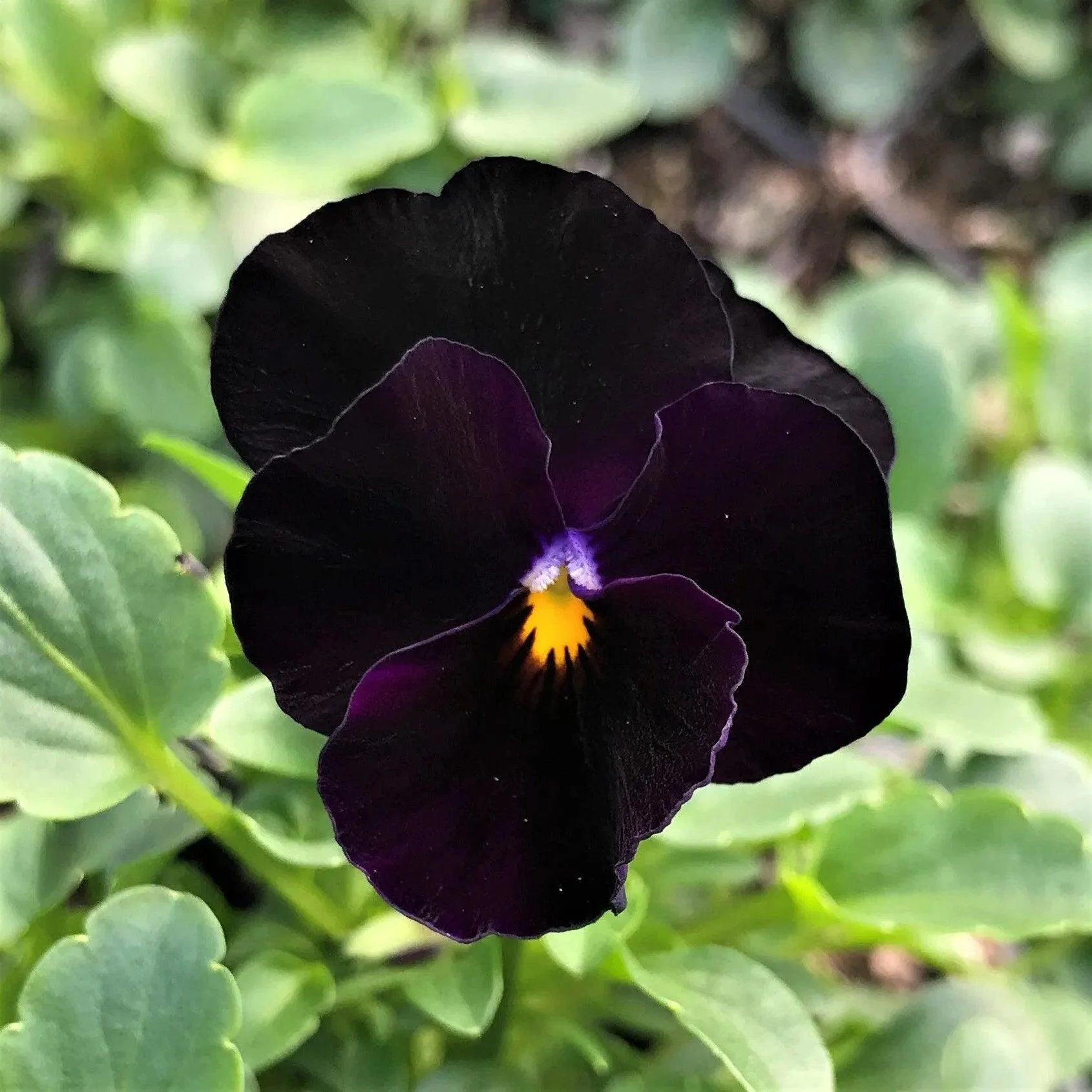 Viola cornuta " Back to Black"