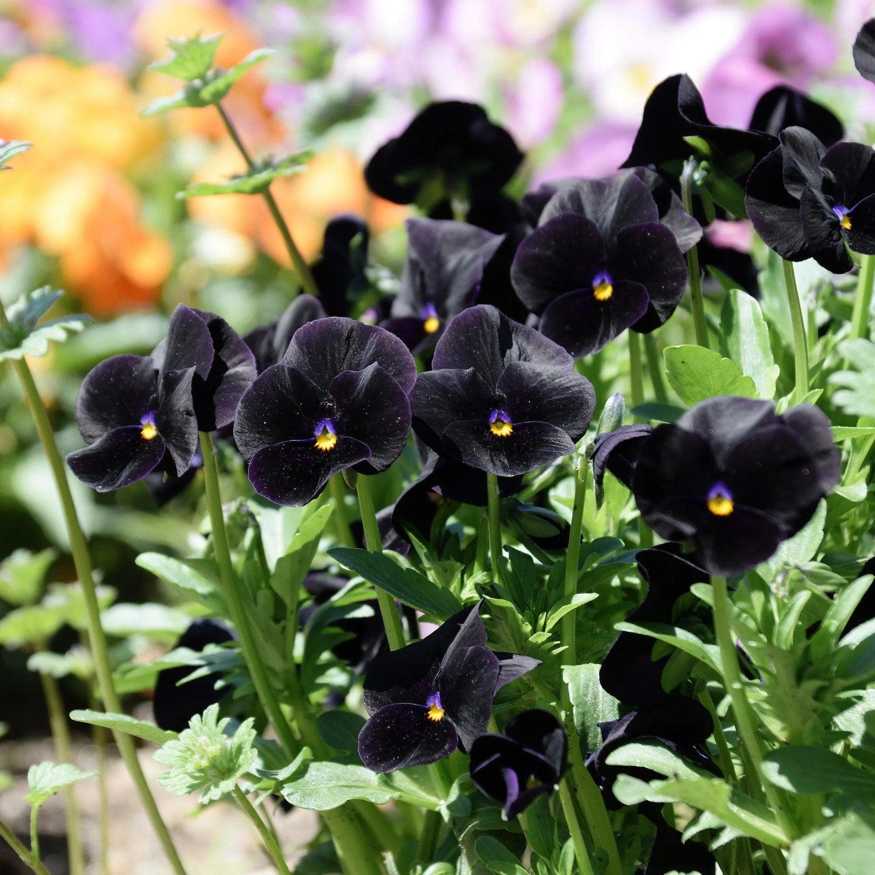 Viola cornuta " Back to Black" - Image 2
