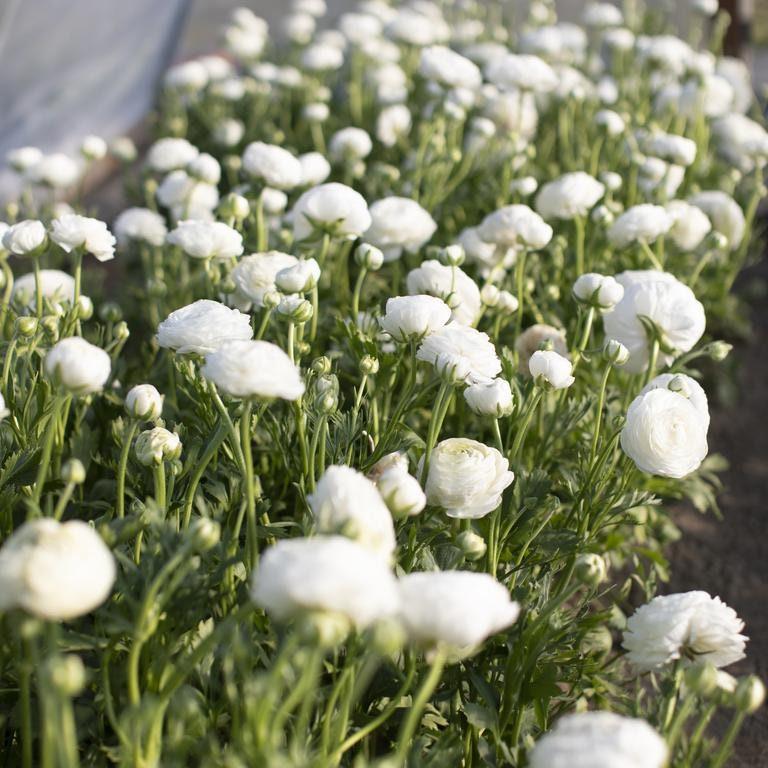 Ranunculus White - Image 4