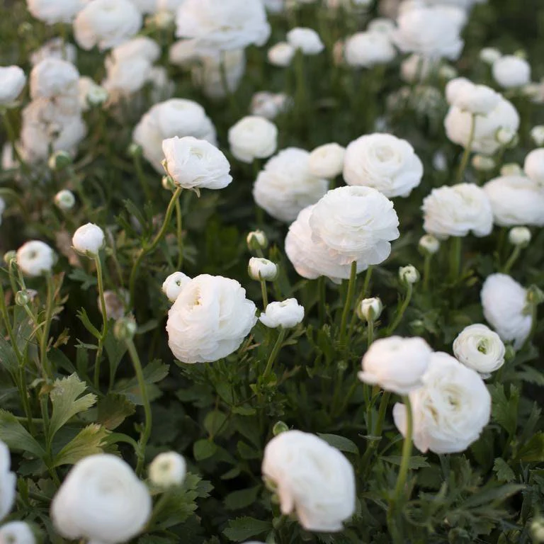 Ranunculus White - Image 5