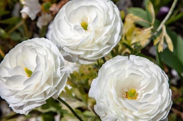 Ranunculus White - Image 6